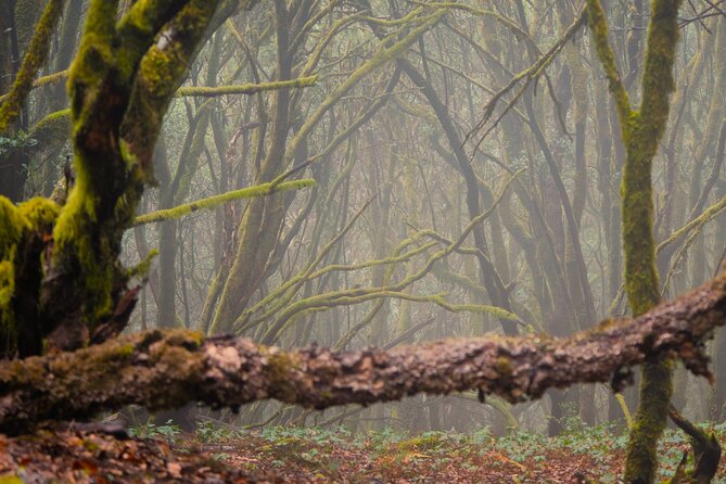 Tenerife: Hiking through Enchanted forest Above Masca with PICKUP - Key things I’d underline before you book