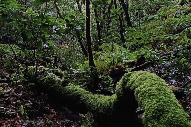 Tenerife: Hiking through Enchanted forest Above Masca with PICKUP - Riding the high ridge above Masca: the viewpoint section you’ll want to linger in