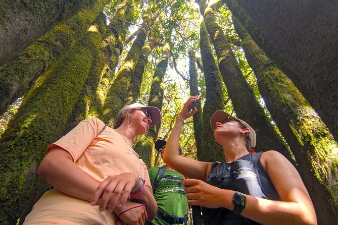 Tenerife: Hiking through Enchanted forest Above Masca with PICKUP - Stop and picnic: fuel, calm, and a reset before the misty forest