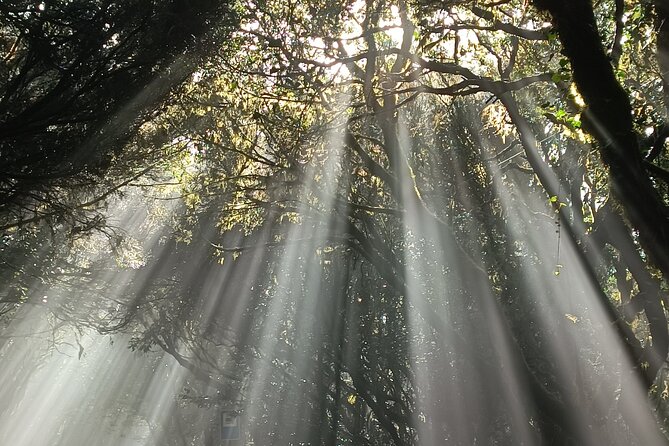 Tenerife: Hiking Tour in Anaga Mountains and Enchanted Forest - Picnic break: sandwiches, energy snacks, and sometimes a cave setting