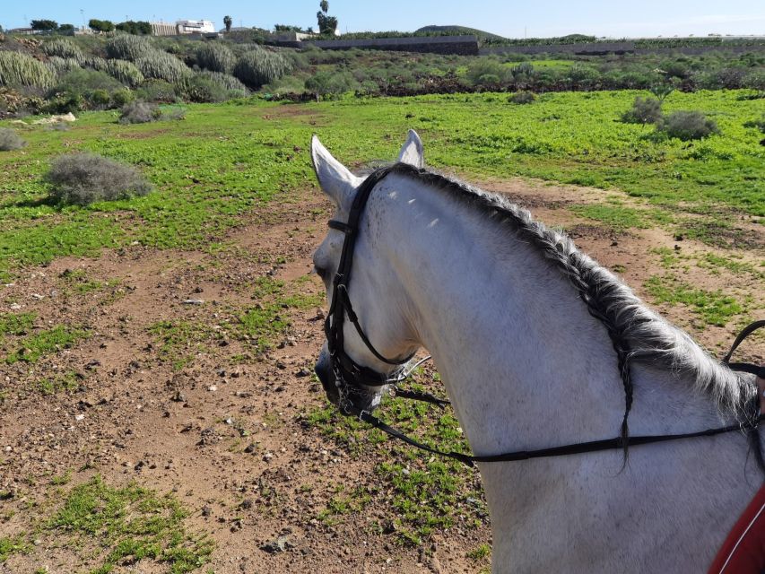Tenerife: Horseback Ride with Instructor - The Little Extras: Sea Splash Moments and Photo Memories