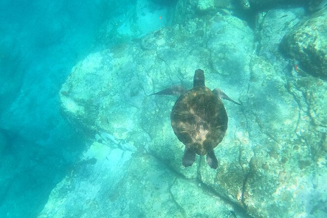 Tenerife: Kayak and snorkel with marine life safari - Getting Ready at Los Cristianos: bathrooms, snacks, and fast instructions
