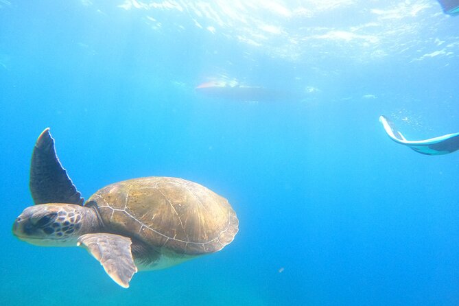 Tenerife: Kayak and snorkel with marine life safari - What’s Included (and what might cost extra)