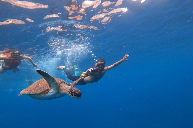 Tenerife: Kayak and snorkel with marine life safari - Pricing value: why $42.34 can feel fair