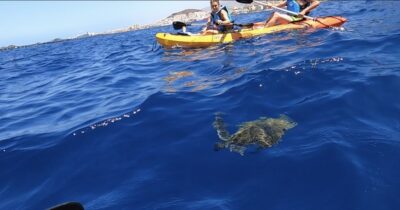 Tenerife: Kayak Safari and Snorkel in a Marine Reserve - The first paddle toward Guaza: scenery, instruction, and wildlife scanning