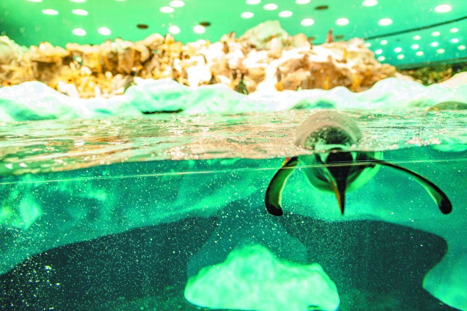 Tenerife: Loro Parque & Siam Park Entry Ticket with Transfer - Key things I’d watch for