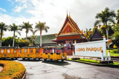 Tenerife: Loro Parque & Siam Park Entry Ticket with Transfer - How the Two Days Work (and Why Loro Parque Gets the Transfer)