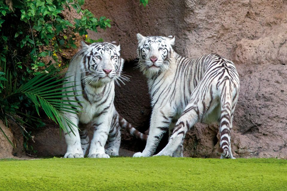 Tenerife: Loro Parque & Siam Park Entry Ticket with Transfer - Who This Is Best For (and Who Should Think Twice)