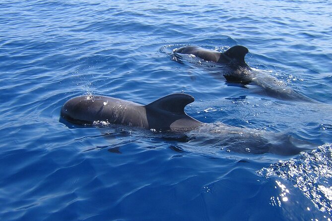 Tenerife Los Cristianos: Whale and Dolphin Eco-Yacht and Swim Stop - Key highlights in plain terms