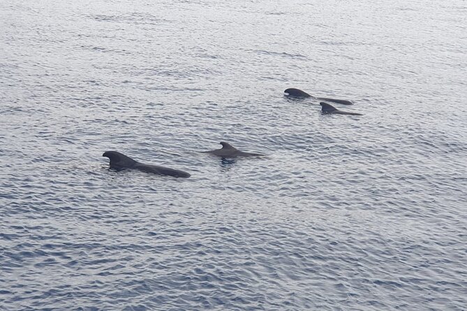 Tenerife Los Cristianos: Whale and Dolphin Eco-Yacht and Swim Stop - The Blue Boat flag and why it matters to you
