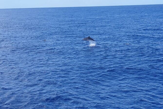 Tenerife Los Cristianos: Whale and Dolphin Eco-Yacht and Swim Stop - What you’re really looking for: whales, dolphins, turtles, and seabirds