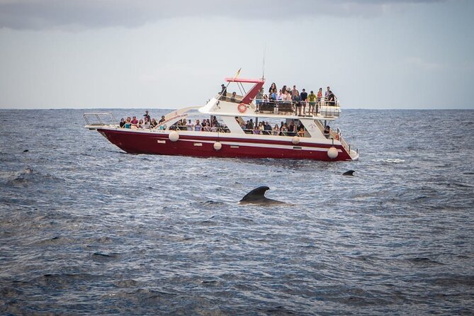 Tenerife Los Cristianos: Whale and Dolphin Eco-Yacht and Swim Stop - Stop feel: Playa de Los Cristianos and the swim/snorkel window