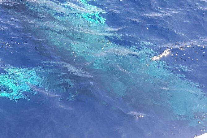 Tenerife Los Cristianos: Whale and Dolphin Eco-Yacht and Swim Stop - Time on board: 1 hour 40 minutes that moves quickly