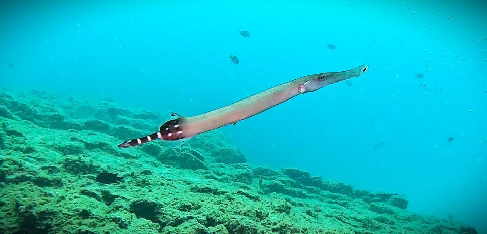 Tenerife: Private Scuba Diving–Certified Instructor & Photos - Practical tips for a smoother Tenerife scuba day