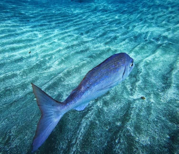 Tenerife: Private Scuba Diving–Certified Instructor & Photos - Private Scuba in Tenerife: what makes it feel personal
