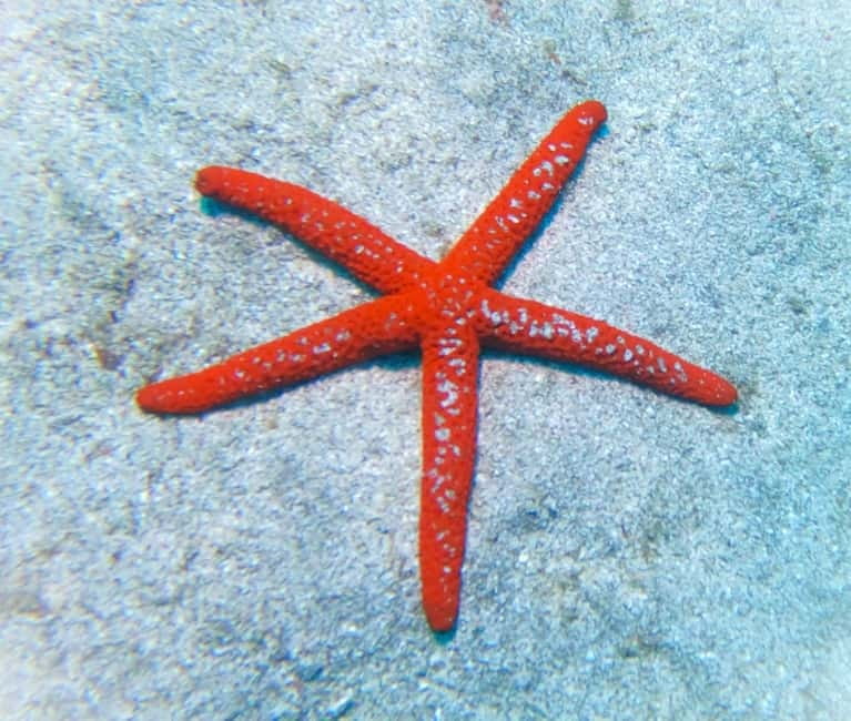 Tenerife: Private Scuba Diving–Certified Instructor & Photos - Price and value: why $114 can make sense here
