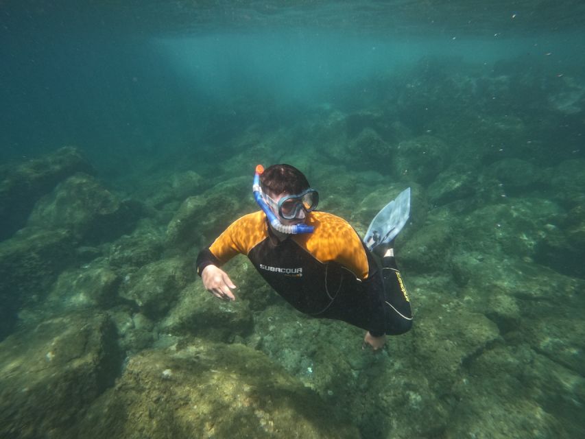 Tenerife: Puerto Colon Snorkel Safari by Speed Boat - Key points that matter before you go