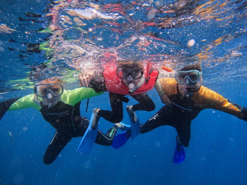 Tenerife: Puerto Colon Snorkel Safari by Speed Boat - Sea life chances: turtles, stingrays, cuttlefish, octopuses, and fish