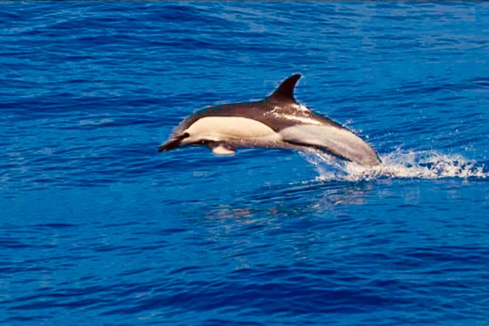 Tenerife: Sailboat Tour Whale Watching Food and Snorkeling - Booking Checklist: Make Your Day Smoother