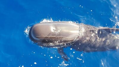 Tenerife: Sailboat Tour Whale Watching Food and Snorkeling - The 3-Hour Plan: What Happens Once You Cast Off