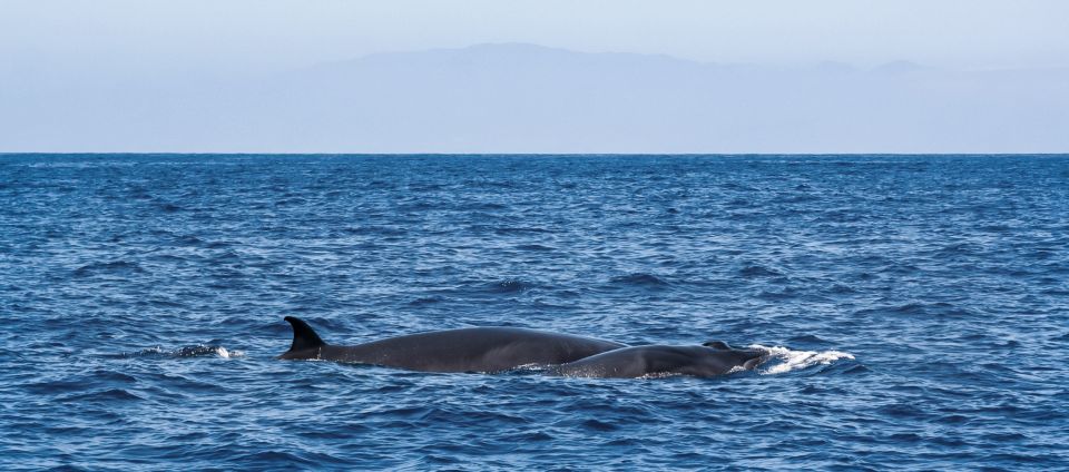 Tenerife: Sailboat Tour Whale Watching Food and Snorkeling - Who Should Book (and Who Might Rethink It)