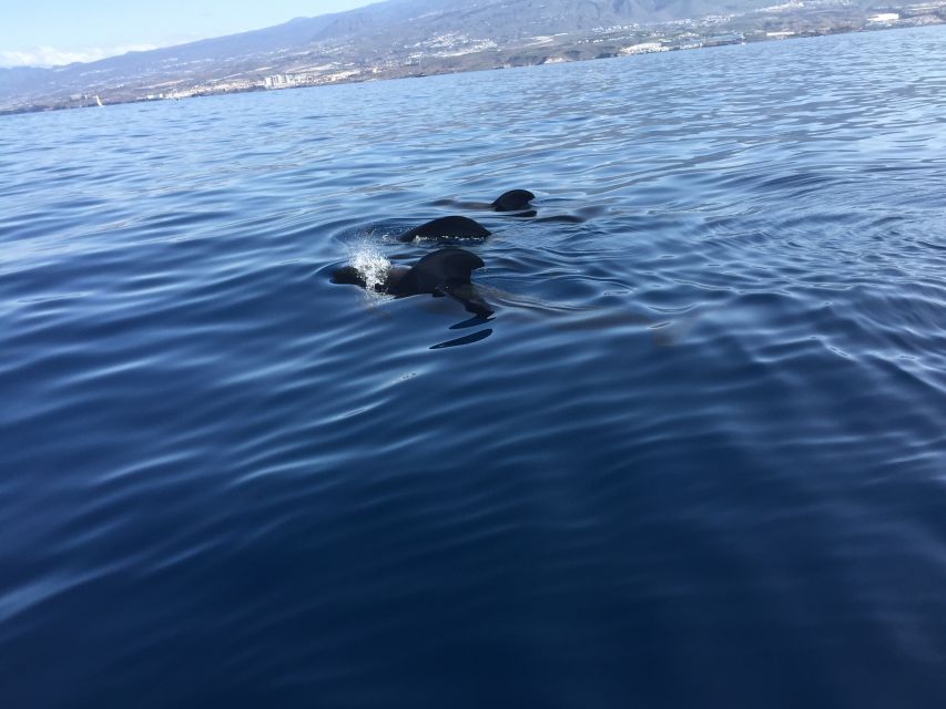 Tenerife: Sailing Excursion with Whale and Dolphin Watching - Why this Tenerife sailing trip feels different than big whale tours