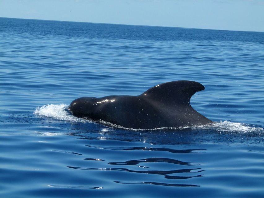 Tenerife: Sailing Excursion with Whale and Dolphin Watching - On-board snacks, drinks, and the 52-foot yacht comfort factor