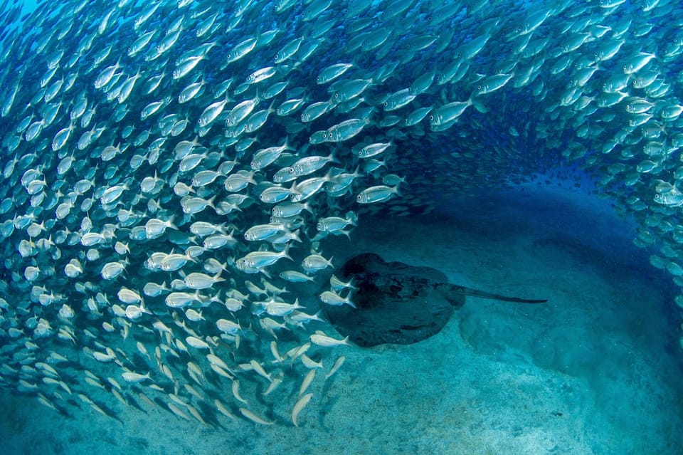 Tenerife: Scuba Diving Experience for Every Level - Key highlights worth showing up for
