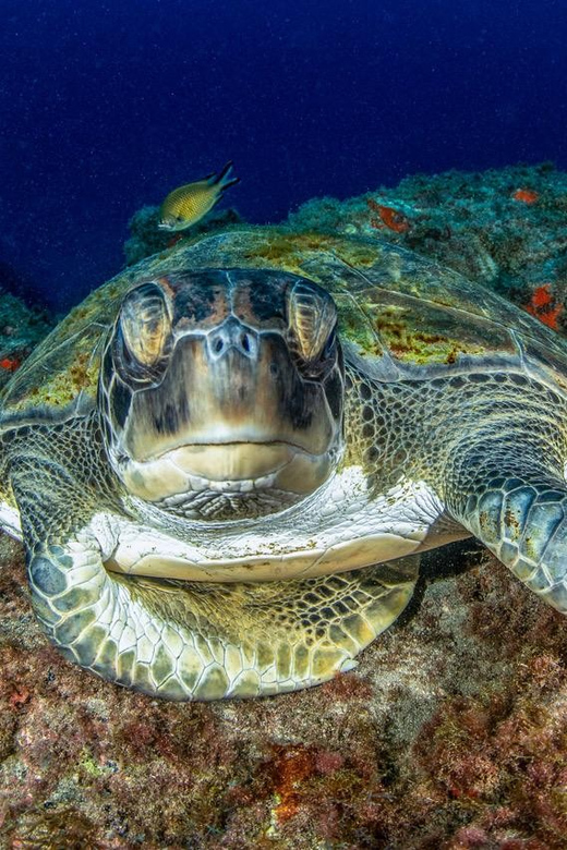 Tenerife: Scuba Diving Experience for Every Level - Playa de las Vistas start: meeting, gear fitting, and settling in fast