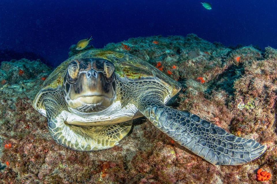 Tenerife: Scuba Diving Experience for Every Level - Shallow-water practice: the skills you’ll use for the whole session