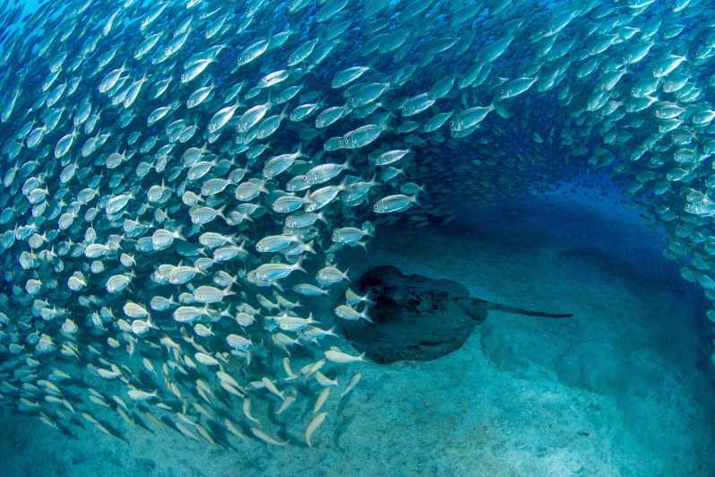 Tenerife: Scuba Diving Experience for Every Level - The guided underwater exploration: volcanic formations and a wildlife search