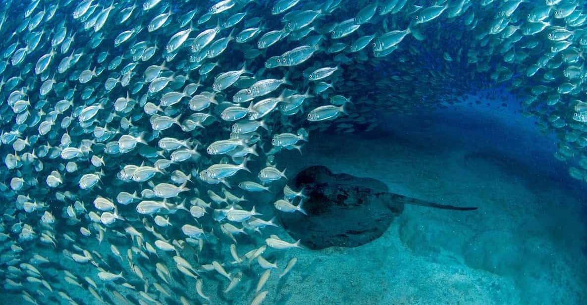 Tenerife: Scuba Diving Experience for Every Level - The briefing that makes your first underwater moment feel manageable