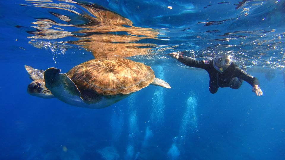 Tenerife: Snorkel with Turtles - Key Points I’d Use to Decide