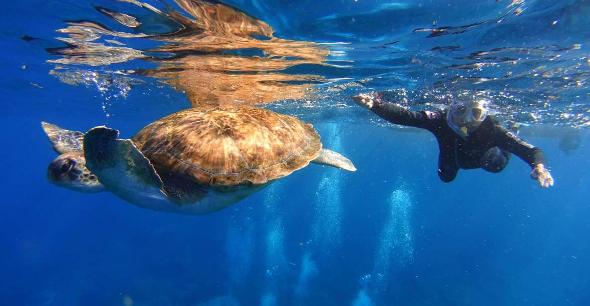 Tenerife: Snorkel with Turtles - Where You Start: Marina del Sur, Las Galletas Harbour (Dock 5)