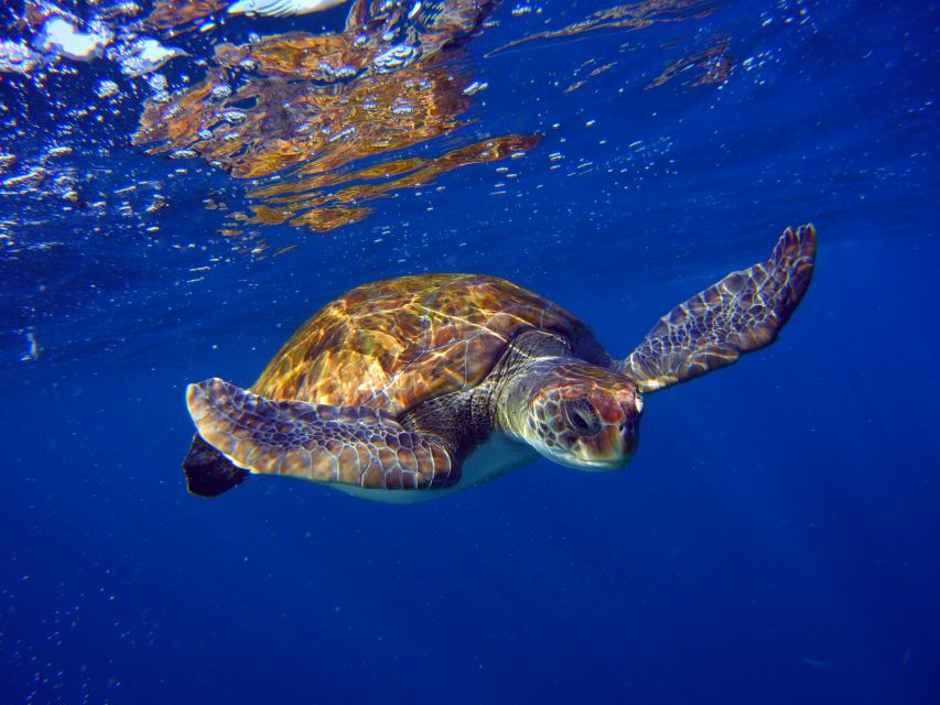 Tenerife: Snorkel with Turtles - In the Water for an Hour: Snorkeling With Sea Turtles