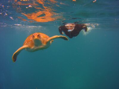 Tenerife: Snorkel with Turtles - The Speedboat Ride Through Malpais de Rasca