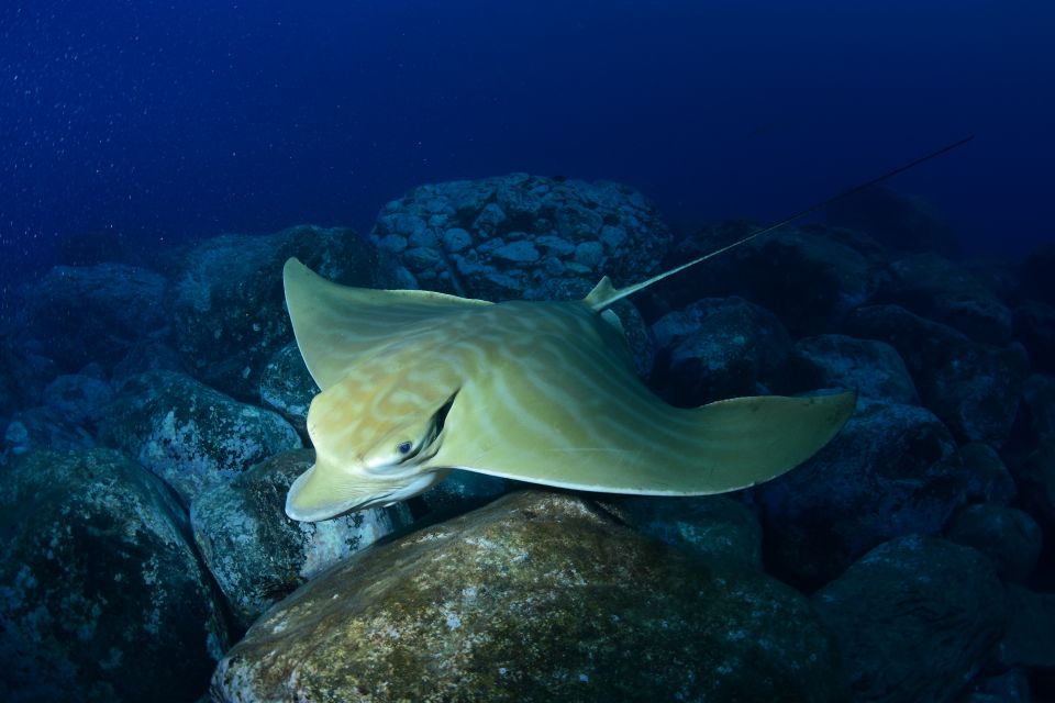 Tenerife: Snorkel with Turtles - Gear and Comfort: Wetsuit, Mask, Snorkel, Fins