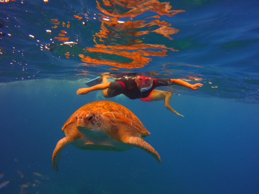 Tenerife: Snorkel with Turtles - Photos Included: Great Memory, Real-World Expectations
