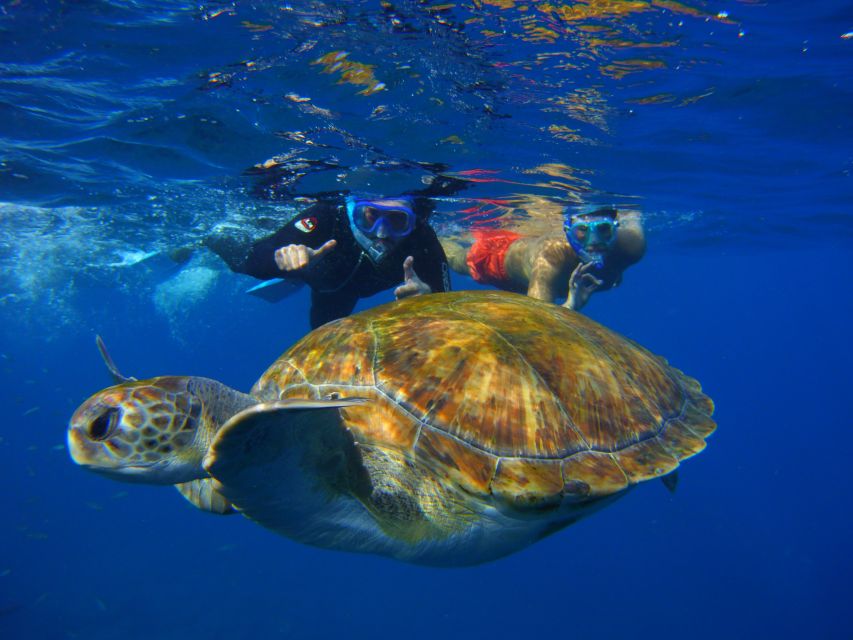 Tenerife: Snorkel with Turtles - Who This Snorkeling Tour Fits Best (and Who It Doesn’t)