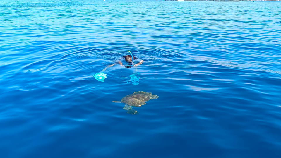 Tenerife: Snorkel with Turtles - Price and Value: Is $81 Good for What You Get?