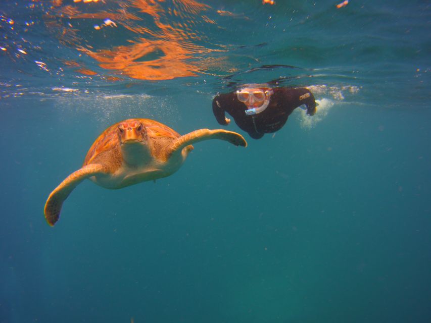 Tenerife: Snorkel with Turtles - The Speedboat Ride Through Malpais de Rasca