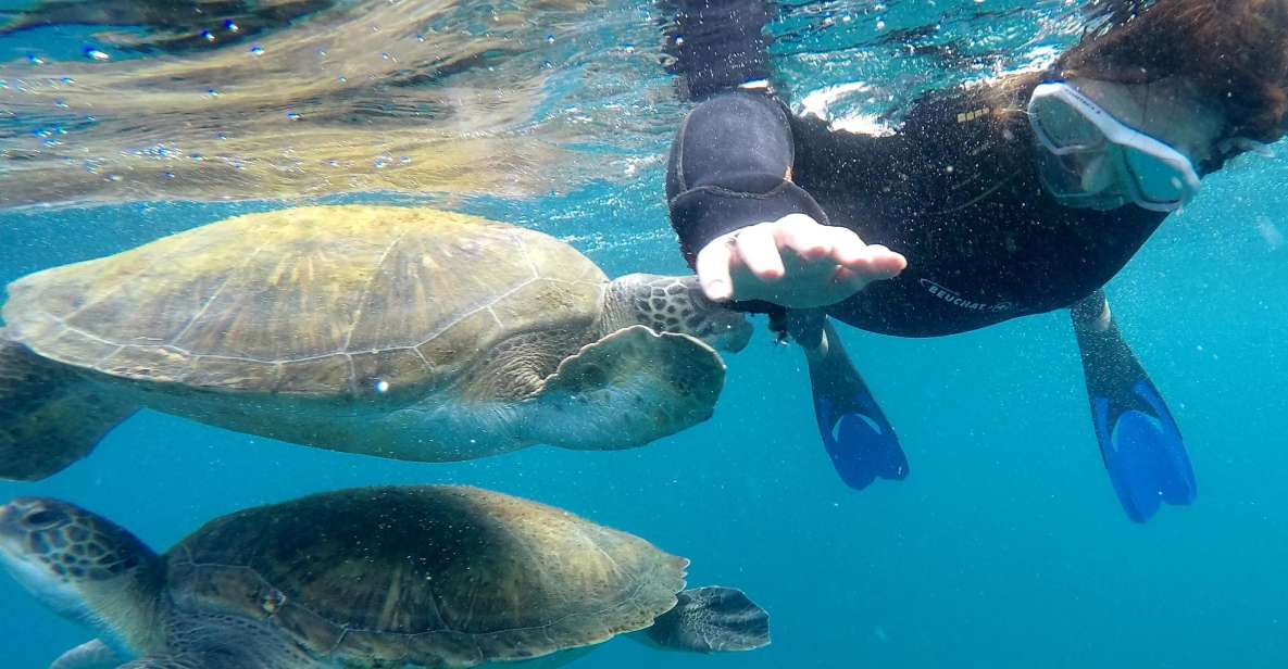 Tenerife Snorkeling boat trip in a Turtle Habitat - Key points before you go