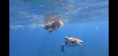 Tenerife Snorkeling boat trip in a Turtle Habitat - The speedboat run: quick, fun, and worth the trip alone