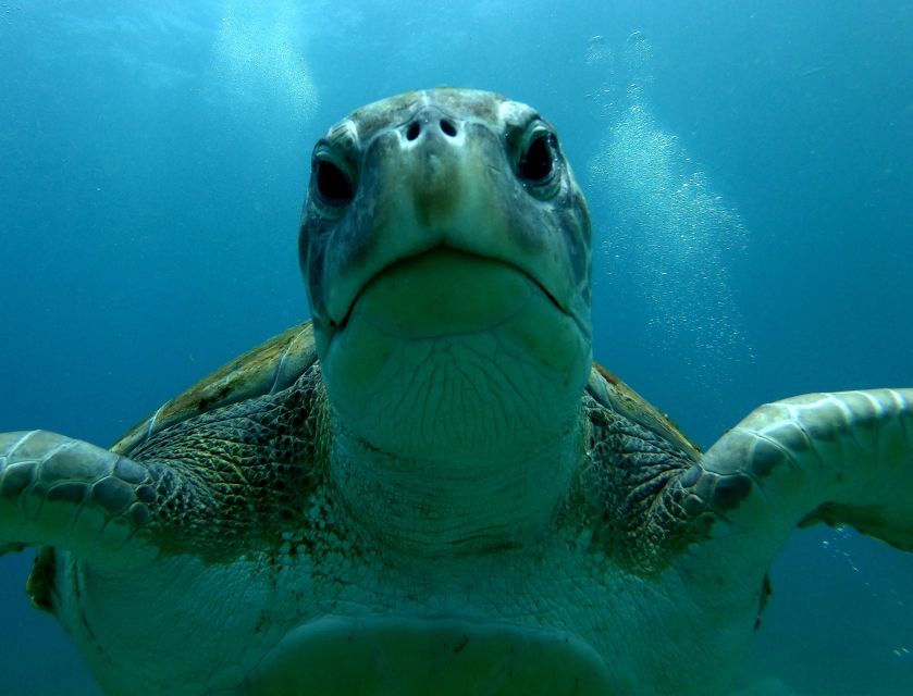 Tenerife Snorkeling boat trip in a Turtle Habitat - It runs like a tight afternoon plan (150 minutes total)