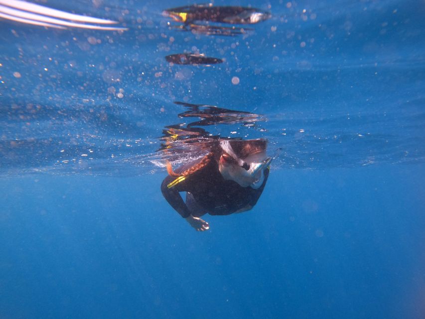 Tenerife Snorkeling boat trip in a Turtle Habitat - Price and value: why $42 can make sense here