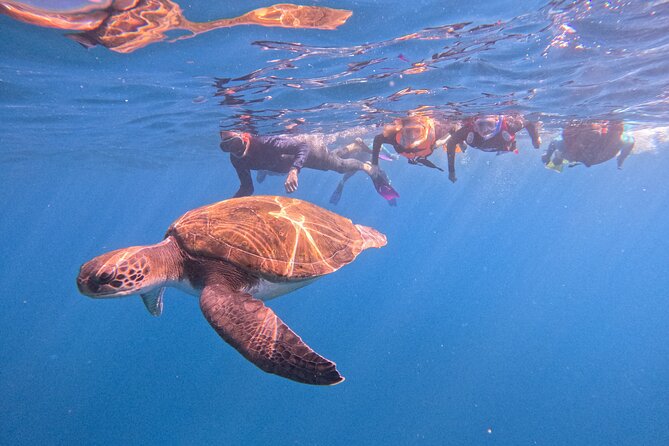 Tenerife Snorkeling Tour in turtle habitat - Key highlights to know before you go