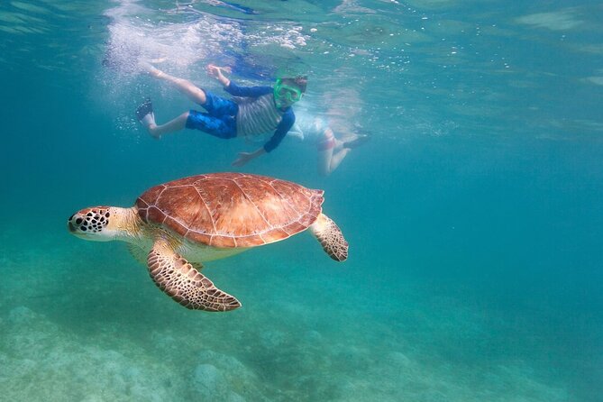 Tenerife Snorkeling Tour in turtle habitat - El Palm-mar Snorkel Hour: What You Will Actually Be Doing in the Water