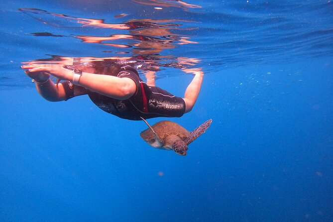 Tenerife Snorkeling Tour in turtle habitat - The Boat Segments: Speedboat Fun and Dolphin Watch Time