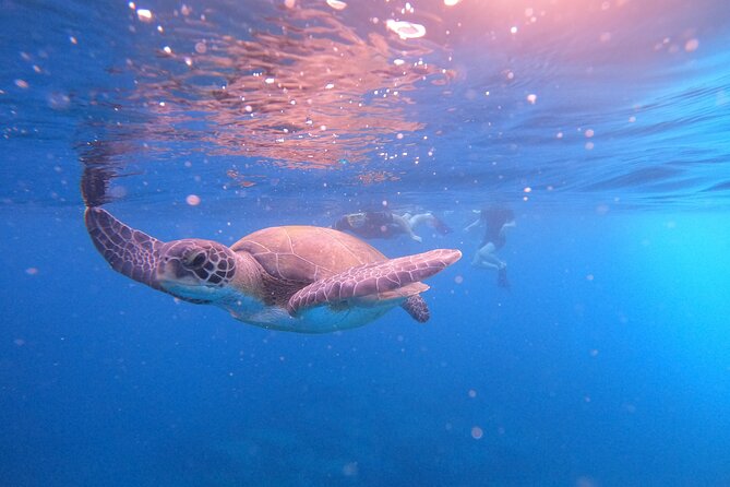 Tenerife Snorkeling Tour in turtle habitat - Back at the Center: Shower, Terrace Time, and Photos