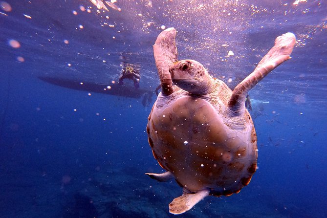 Tenerife Snorkeling Tour in turtle habitat - Wildlife Chances: How to Think About Turtles Without Getting Burned